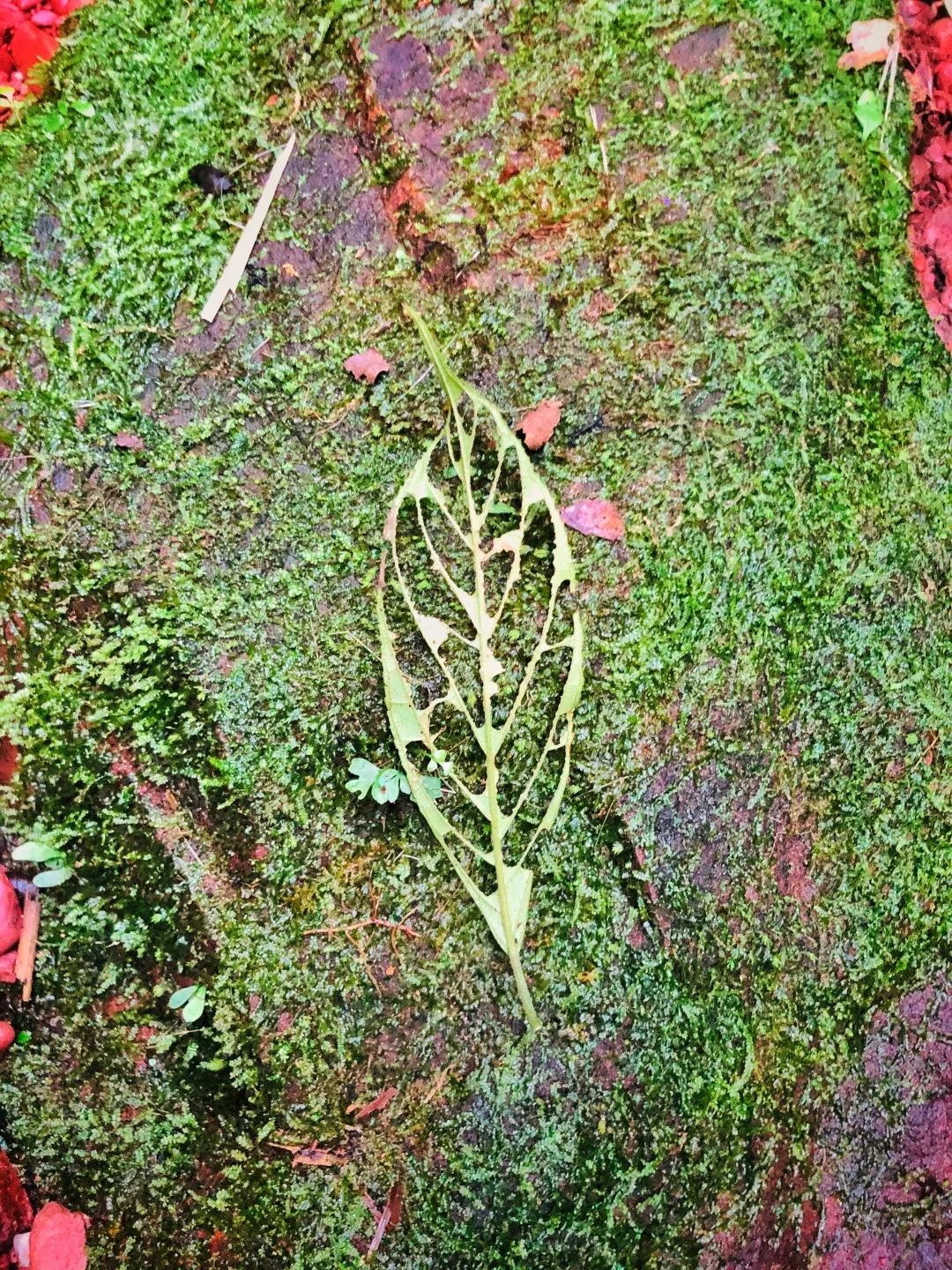 抖音上蝴蝶飞飞特效咋弄的_抖音飞蝴蝶特效是怎么拍的_抖音蝴蝶飞飞怎么拍