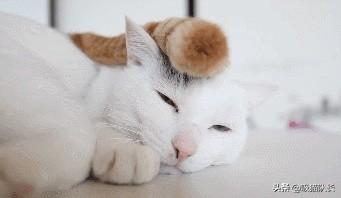 抖音猫舔腿妖娆的音乐-院墙裂开怎么办