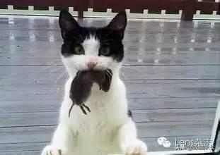 抖音猫舔腿妖娆的音乐_阿联酋布扎比_院墙裂开怎么办