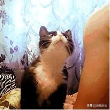 阿联酋布扎比_抖音猫舔腿妖娆的音乐_院墙裂开怎么办