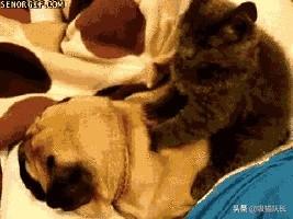 阿联酋布扎比_抖音猫舔腿妖娆的音乐_院墙裂开怎么办
