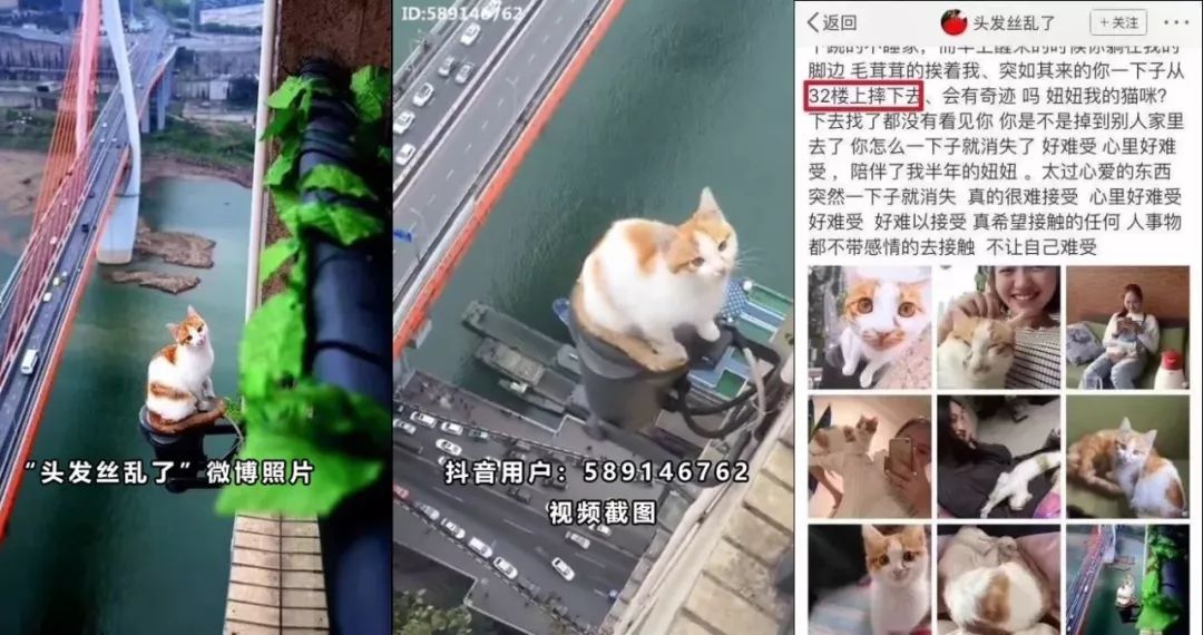 抖音猫眼睛是哪个-抖音猫咪眼睛治愈情头
